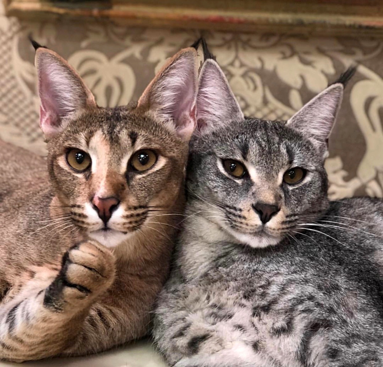 Каракет Кошка Цена Фото